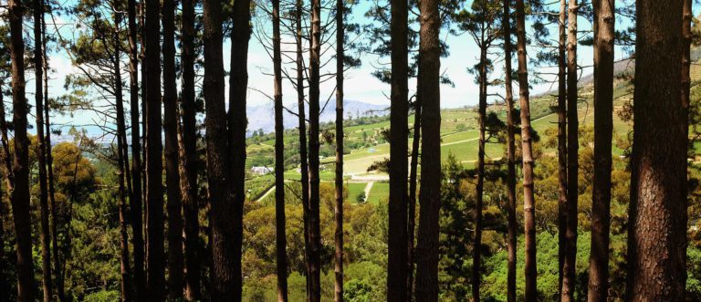 Constantia Cape Town