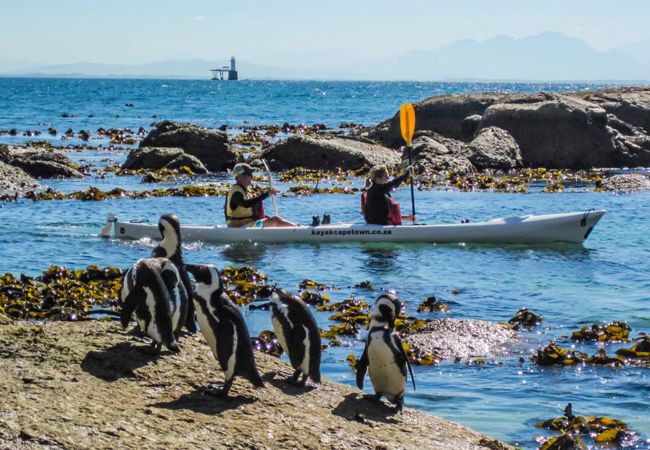 kayaking in Cape Town