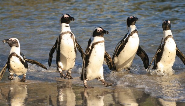 wildlife experiences in Cape Town