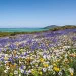 Cape Town West Coast