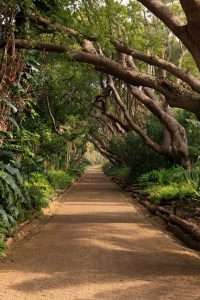 An image of a walkway at Kirstenbosch, Cape Town Botanical Gardens.