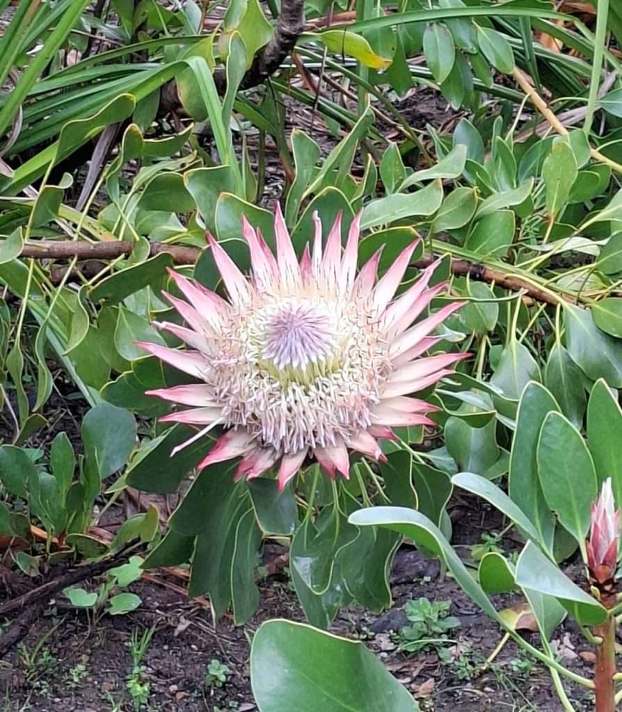 King Protea flower partially open with pink-tipped petals and green foliage in Kirstenbosch Garden.