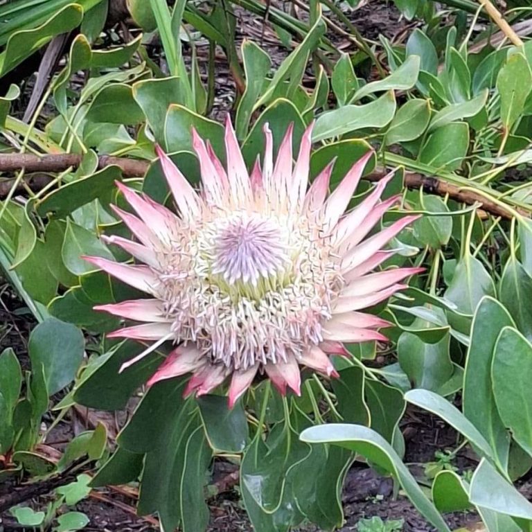 King Protea flower partially open with pink-tipped petals and green foliage in Kirstenbosch Garden.