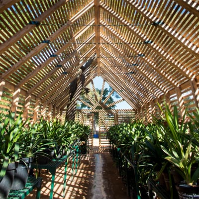 standard_clivia_house